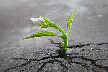 sprout