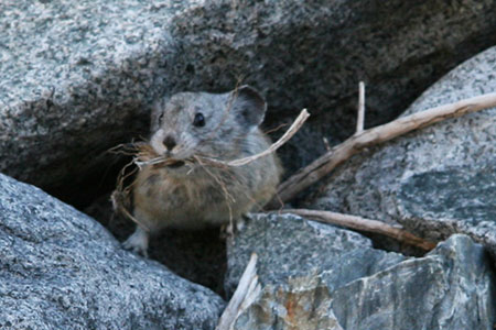 squeak