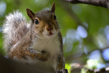 squirrel