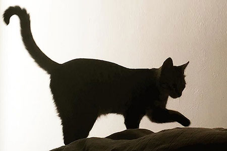stealth