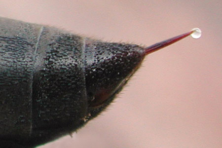 sting (stung, stung)