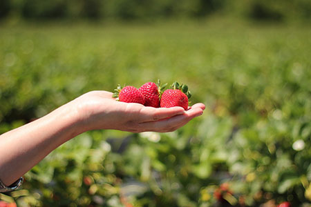 strawberry