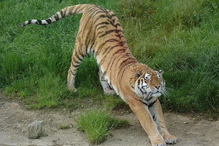 stretch