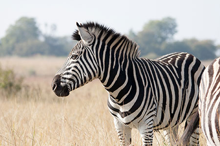 stripe