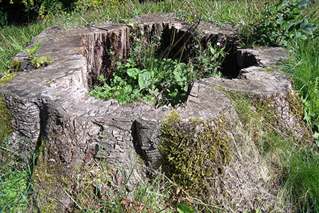 stump