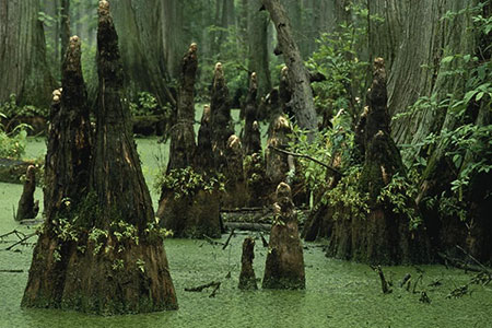 swamp