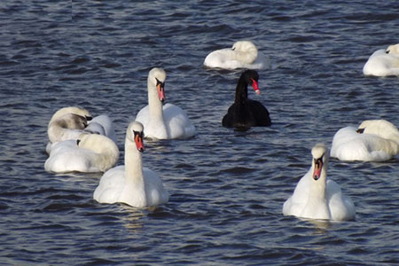 swan