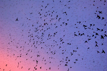 swarm