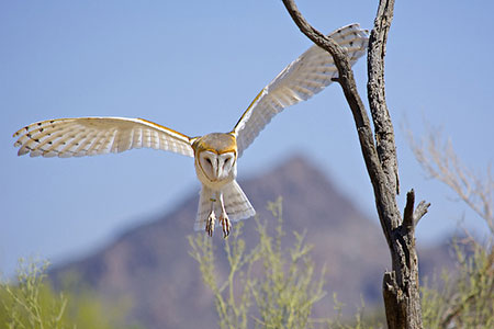 swoop