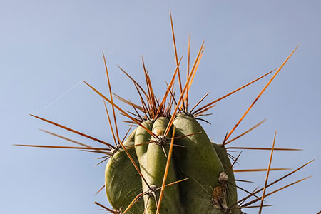 thorn