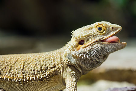 tongue