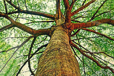trunk