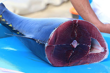 tuna