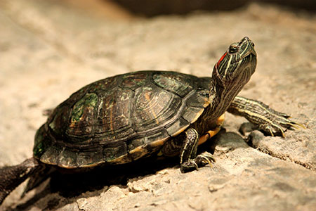 turtle