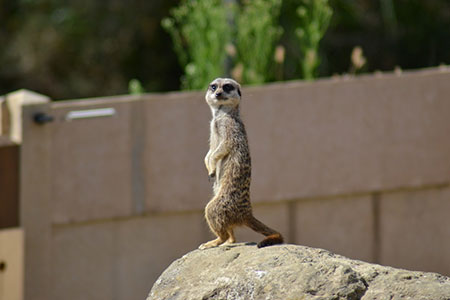 upright