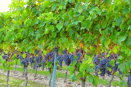 vine