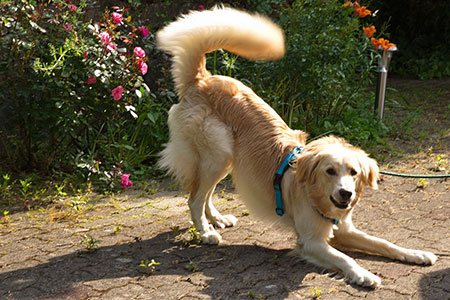 wag