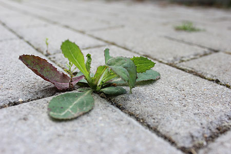 weed