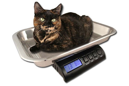 weigh