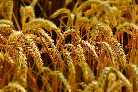 wheat