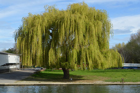 willow