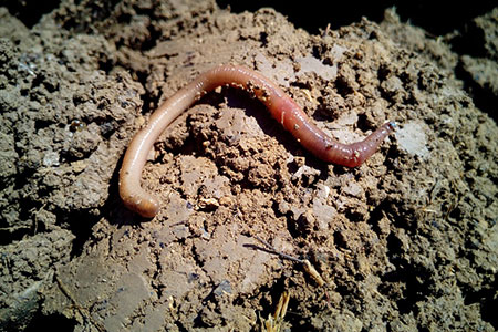worm
