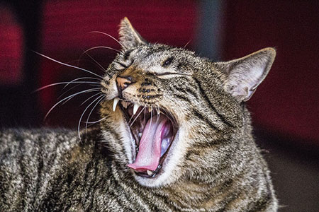 yawn